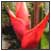 christmas heliconia