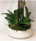 LUXE ORCHID PLANT