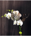 white orchid plante