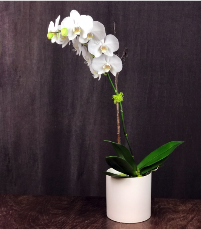 Orchidée phalaenopsis par fleuriste Montréal · Le Pot de Fleurs
