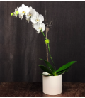 phaleonopsis orchid