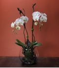 PLANTE orchidée avec vase
