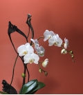 arrangement orchidée et vase