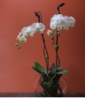 phaleonopsis avec vase