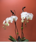 arrangement orchids with clear vase