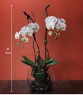 plante phaleonopsis avec vase
