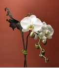 ORCHID with branches