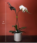 ORCHID PLANT white one stem