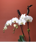 ORCHID 2 stems