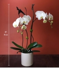 ORCHID phalaenopsis double stems