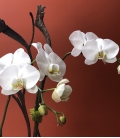 ORCHID PLANT phalaenopsis 2 stems