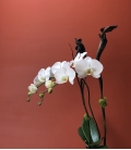 ORCHID phalaenopsis double