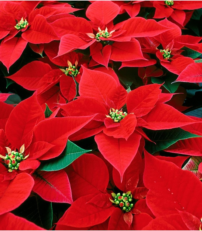 Poinsettia red Christmas, plant for christmas delivery flowers Montreal ...