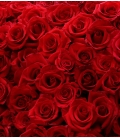 24 roses rouges