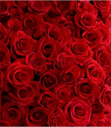 30 short red roses