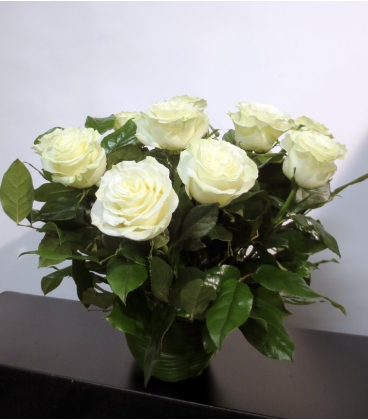 ROSES BLANCHES F9