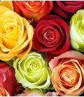 roses couleurs mix