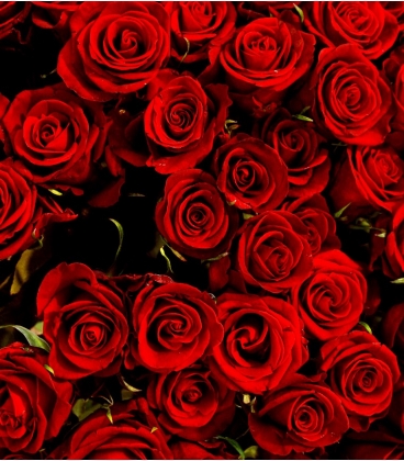 Roses rouges Saint-Valentin & Bouquet de 12 roses rouges