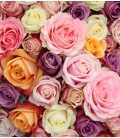 MIXED COLOR ROSES VALENTINE BR15