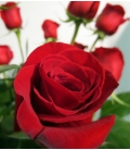 Bouquet Saint-Valentin 6 roses longues
