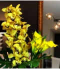 cymbidium orchids bouquet