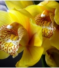 orchids bouquet
