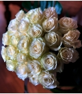 100 roses blanches