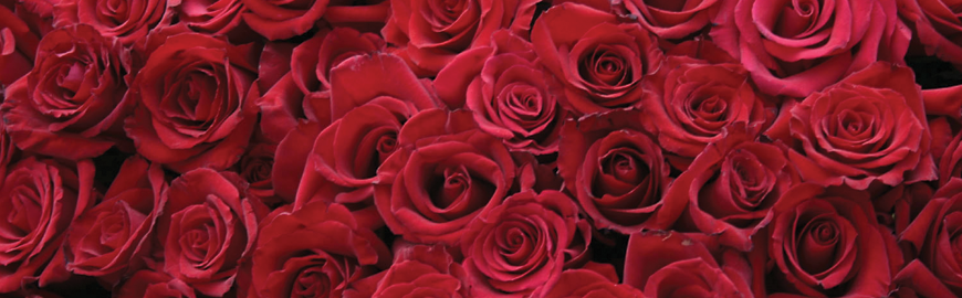 bouquet 24 roses rouges pour livrer